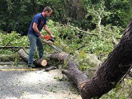 How Our Tree Care Process Works  in  Kittanning, PA
