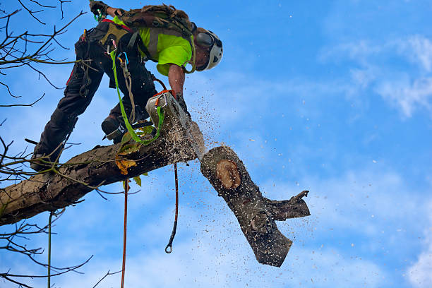 Reliable Kittanning, PA Tree Care Solutions